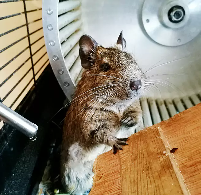 Why Homeowners & Businesses Trust Us Mesquite, TX